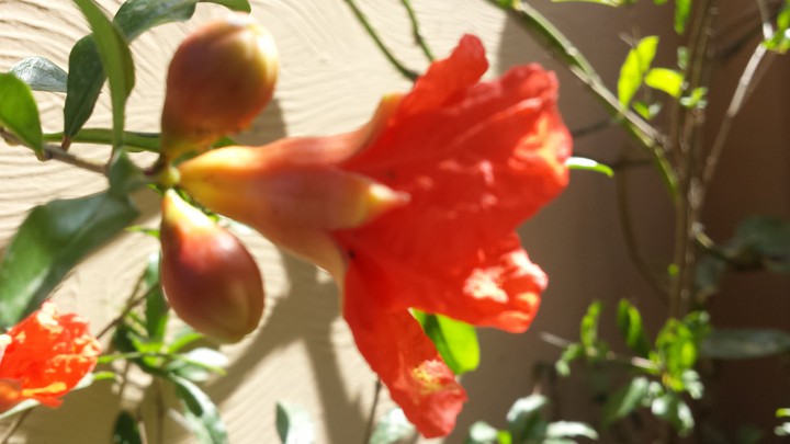 pomegranate flower