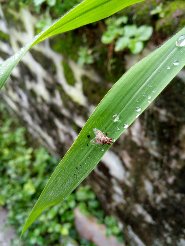 Photography leaf