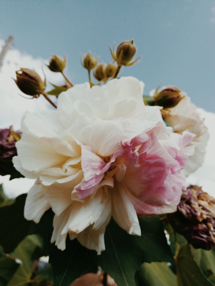 rosa e branco