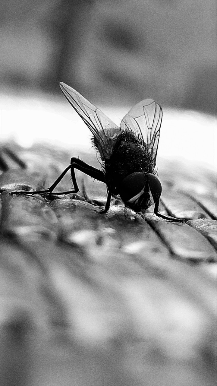 fly