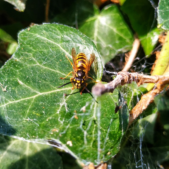 Wasp