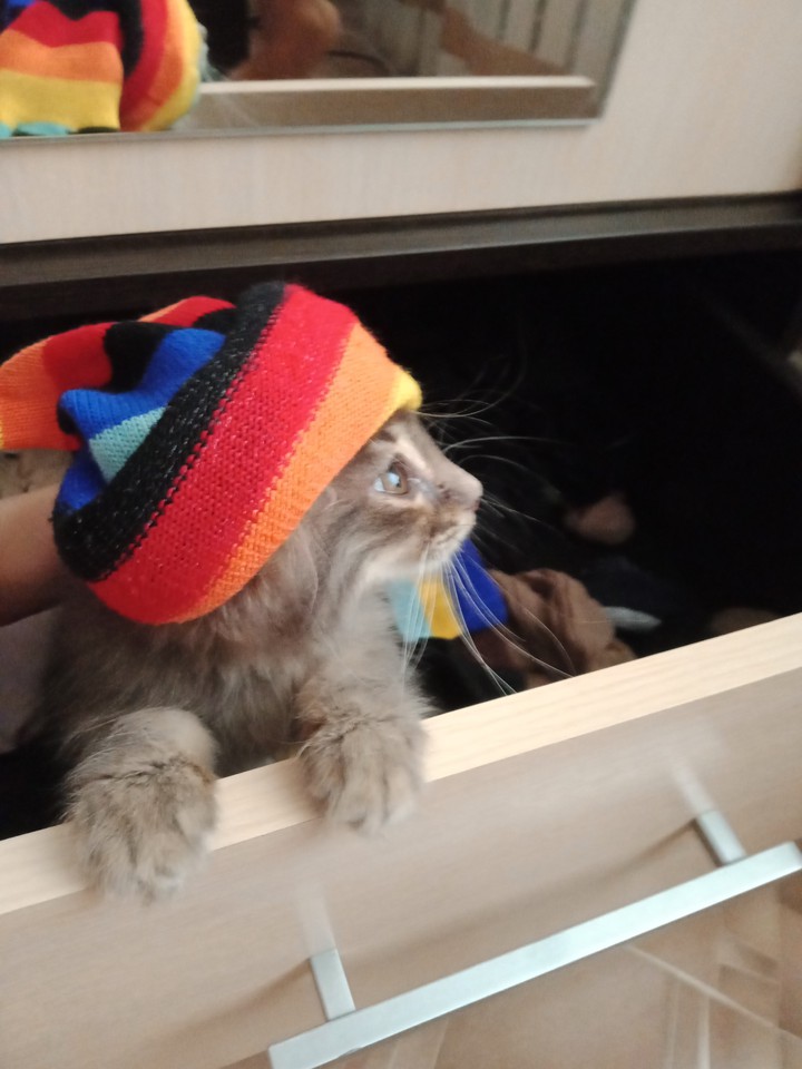 Котёнок Муся