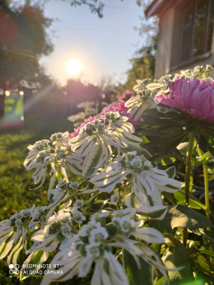 flowers
