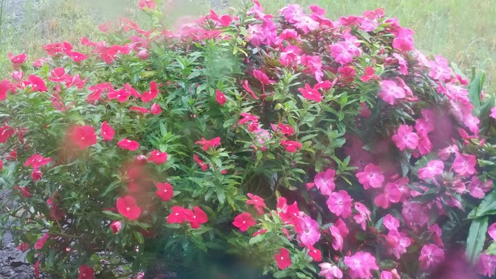 Flowers on a Rainy Day