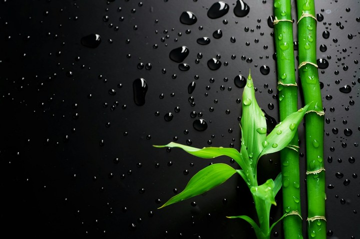 Dracaena braunii
