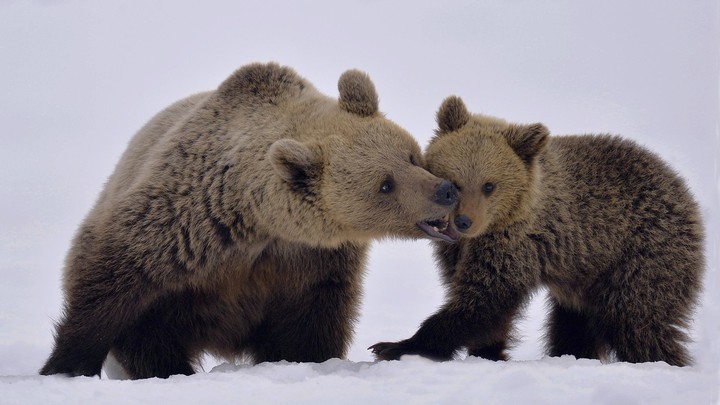 Bears