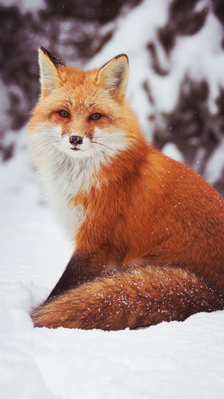 fox