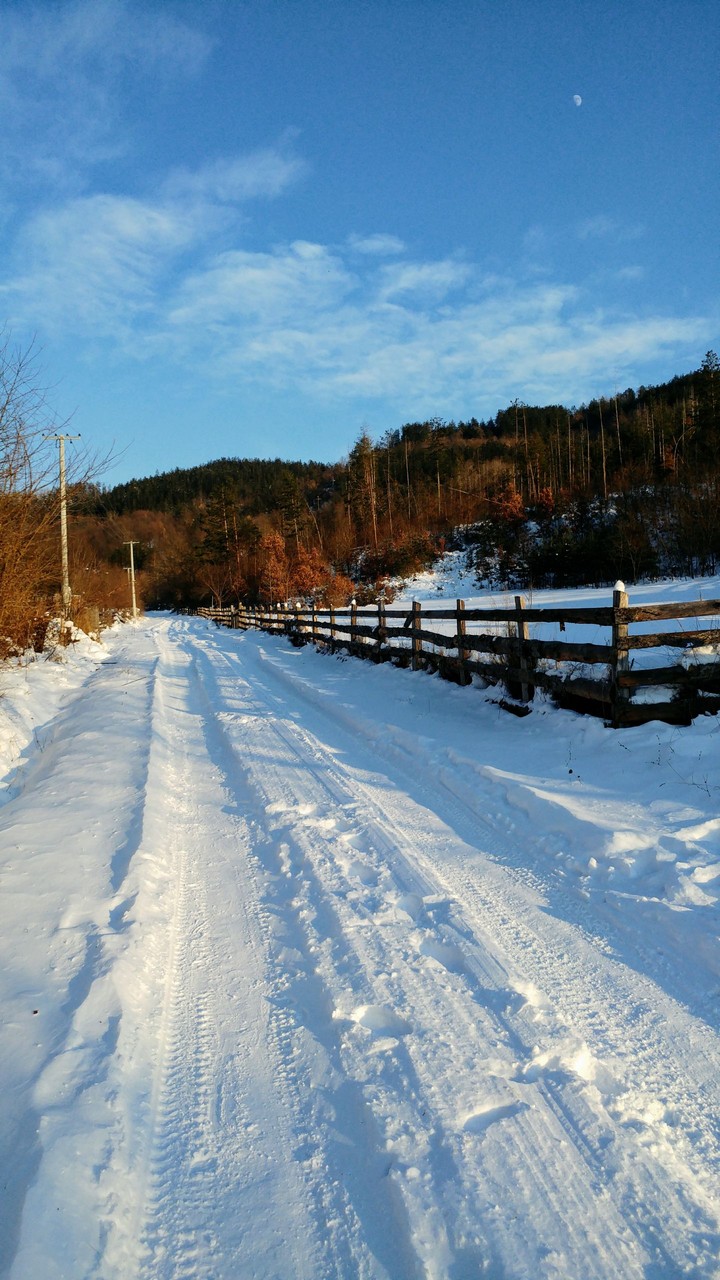 Morning in the frozen forest.