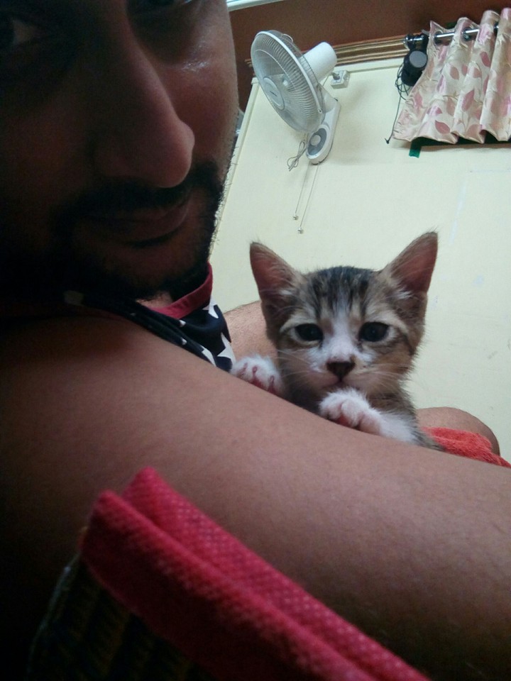kitten