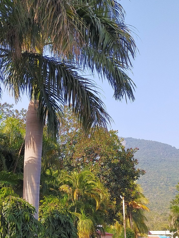 Greenery