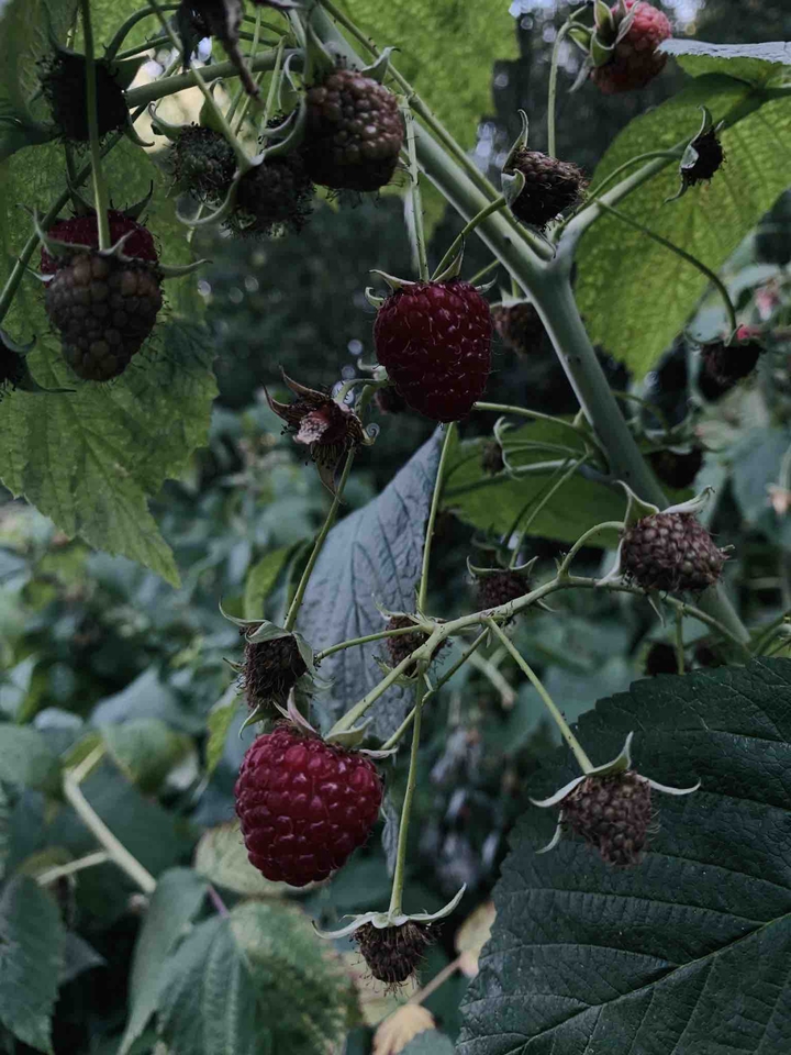 Raspberry