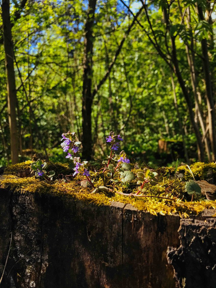 forest flowers