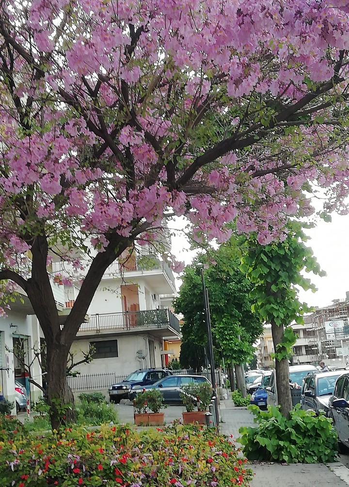 primavera..