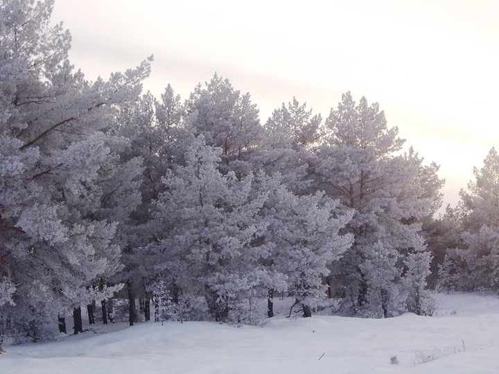 зимний лес
