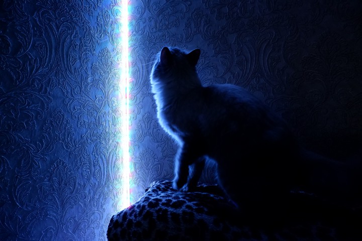 Кот и неон