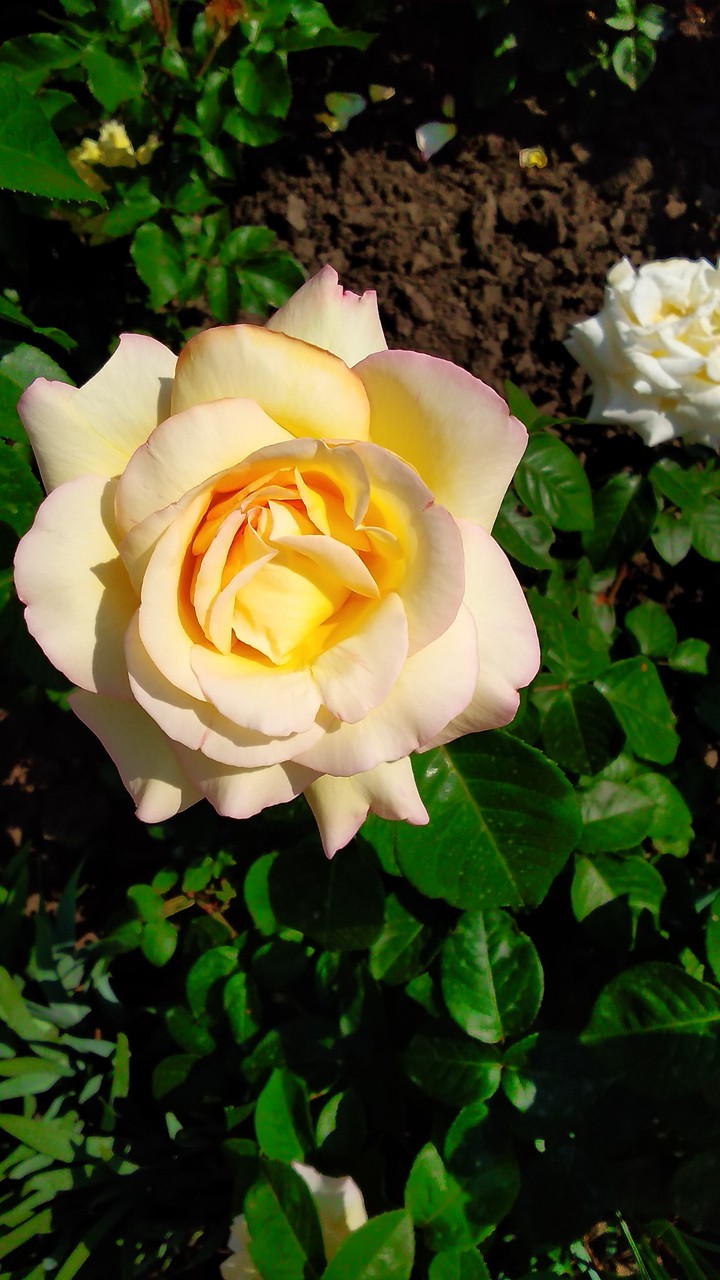 rose