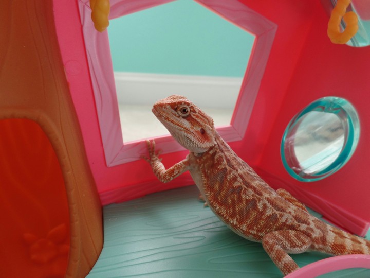 Bearded Dragon