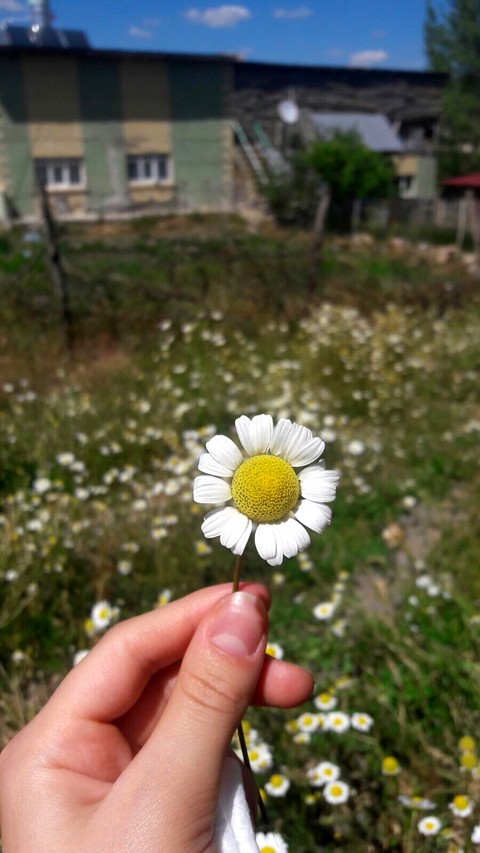 plant, spring壁紙