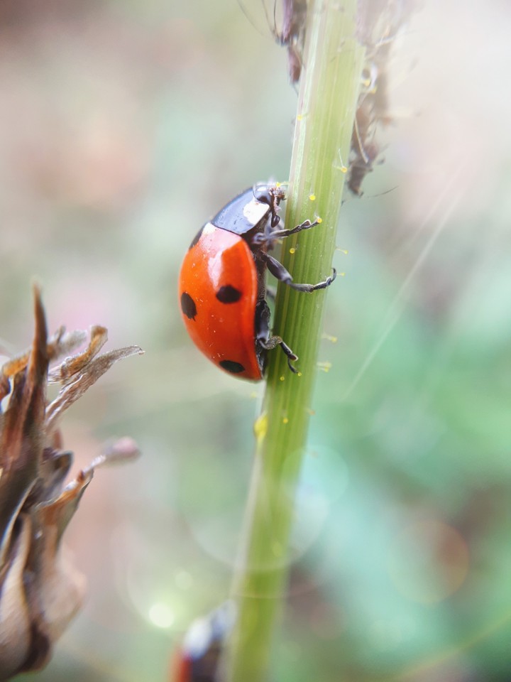 lady bug