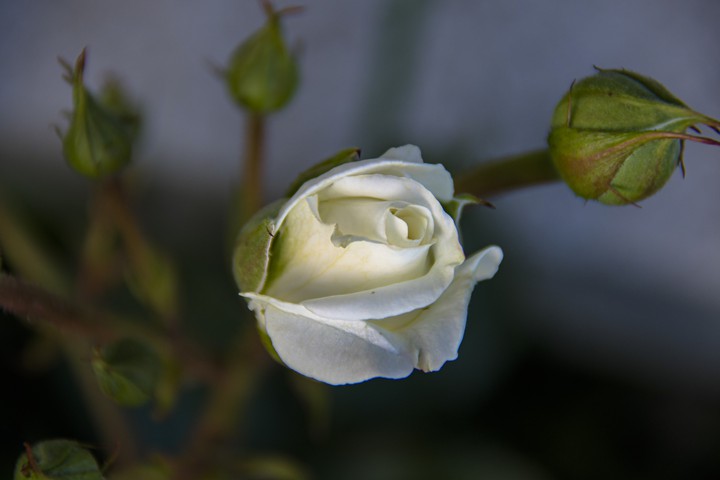 weisse Rose