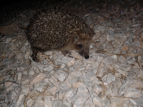 Hedgehog