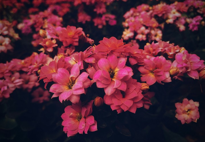 flowers