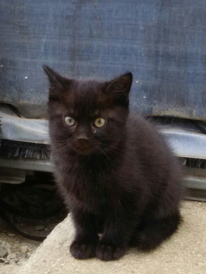 cat
