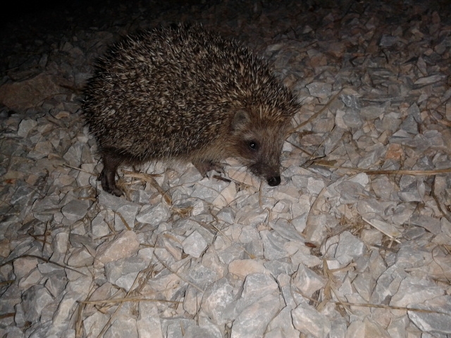 Hedgehog
