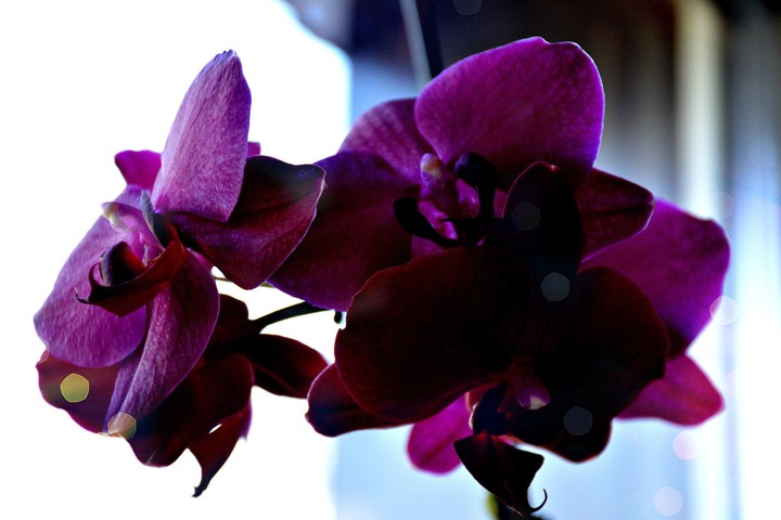 Orchid