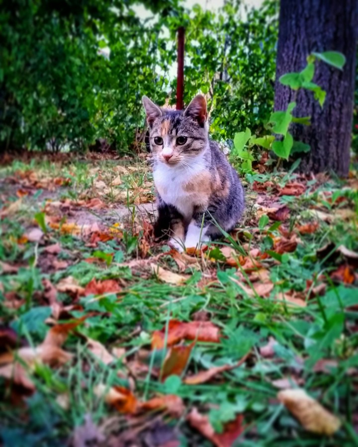 Cat