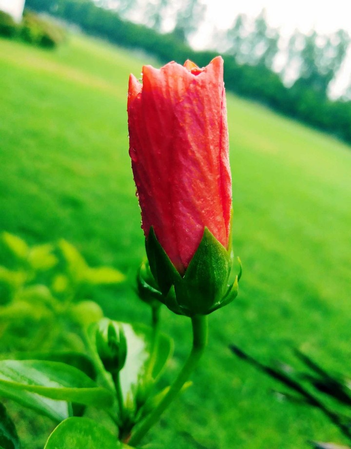 redflower