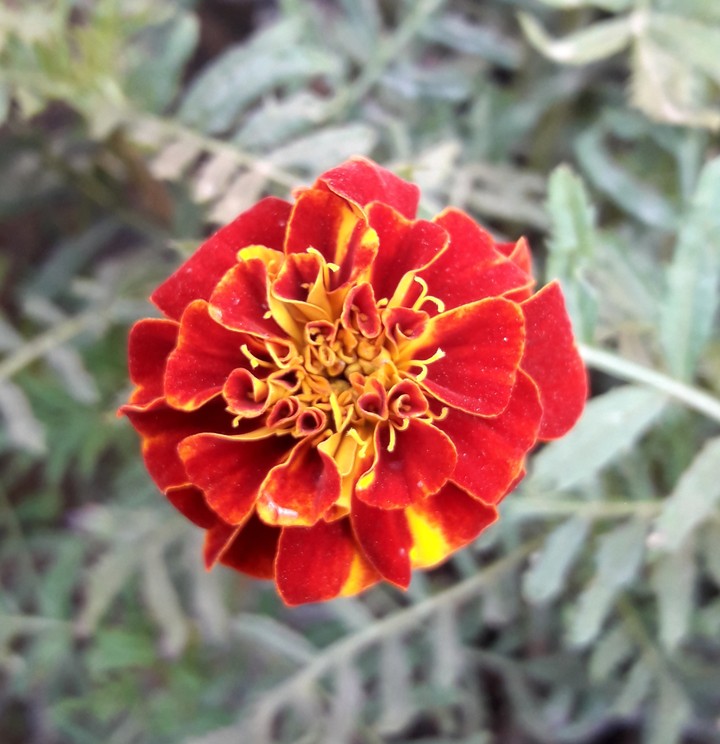 Red Marigold Flower