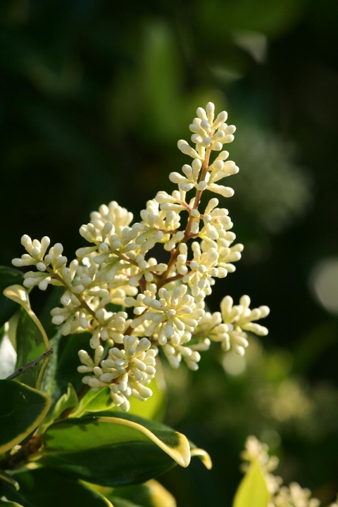 тапети wildflower, Yellow