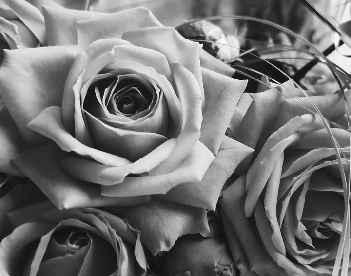 roses