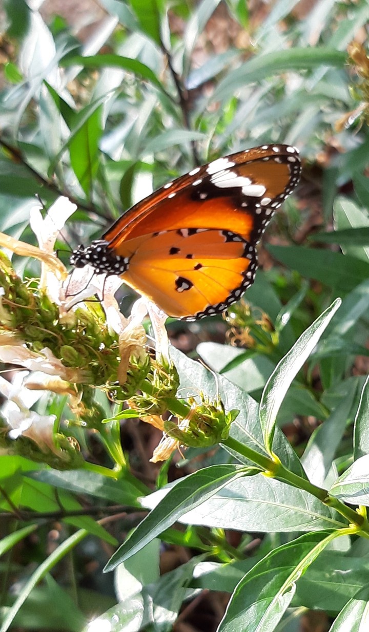 Butterfly