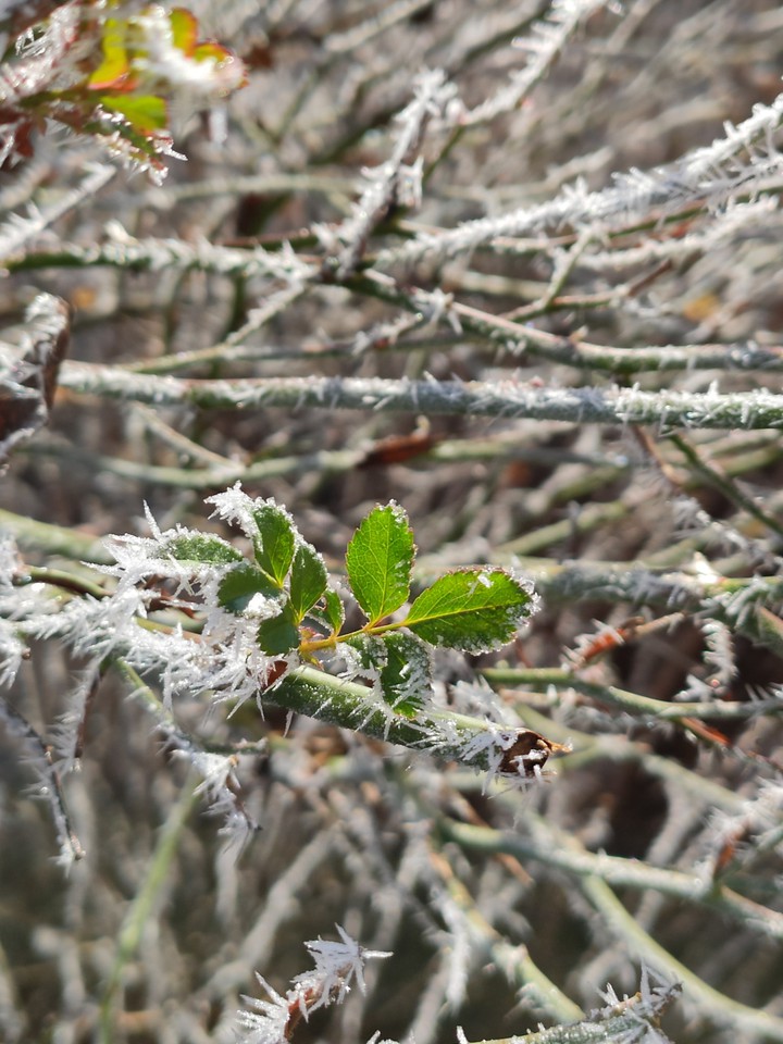 leaves in winter