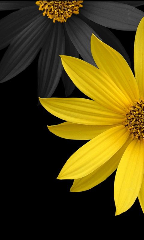black & yellow