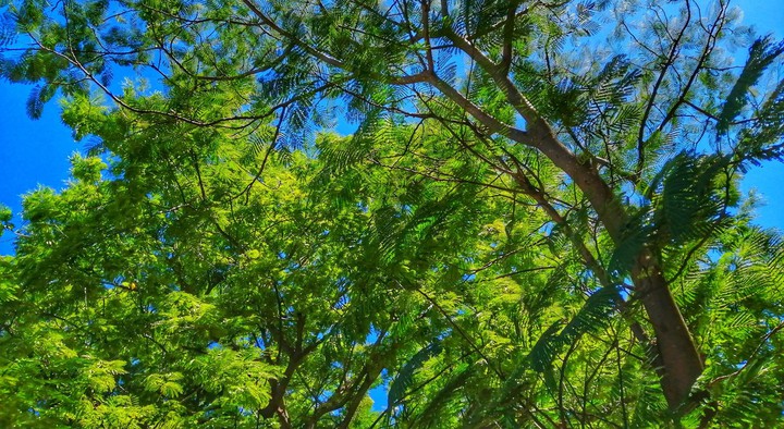 naturaleza