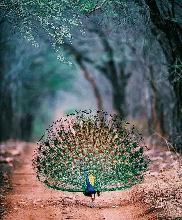 Peacock  ❤