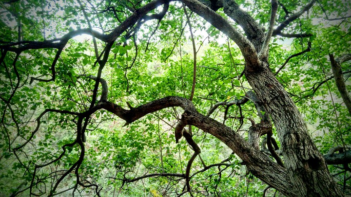 Branch of life