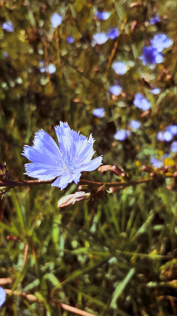 flowers2