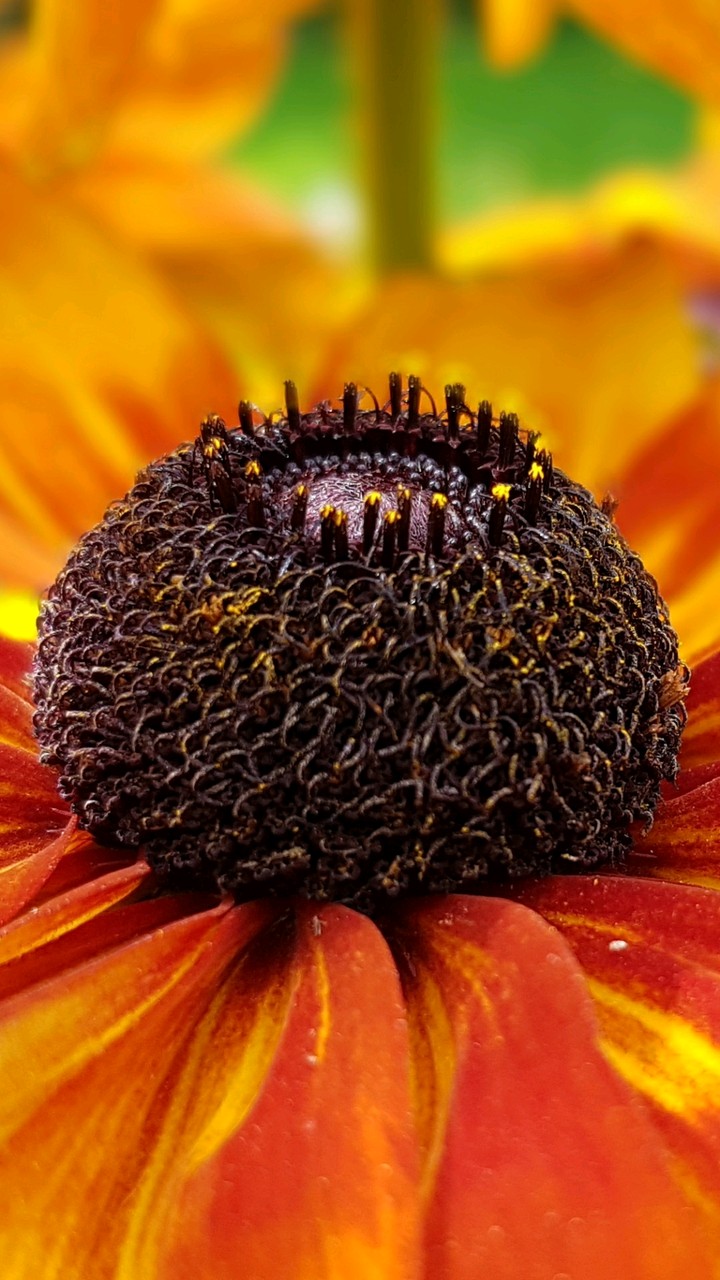 coneflowers