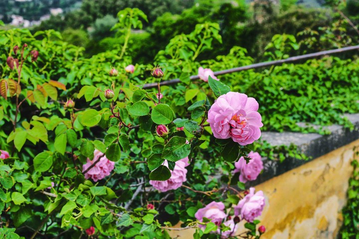 Roses