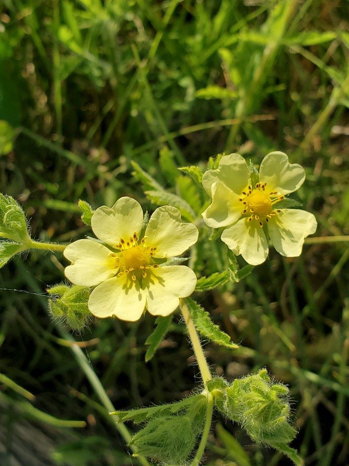 yellow hue flower