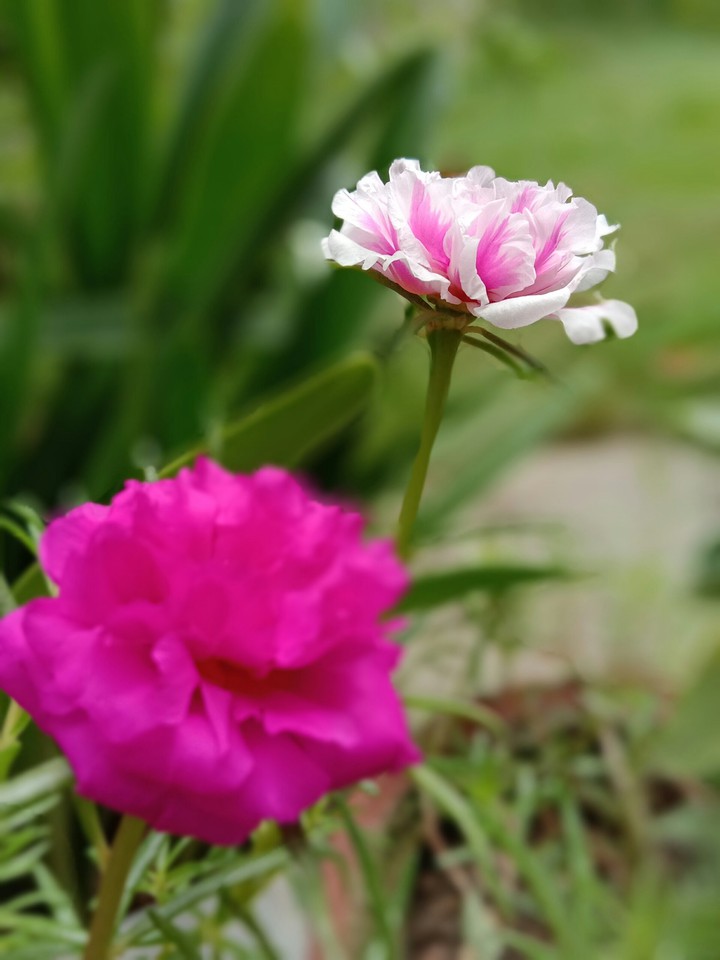 portulaca flower