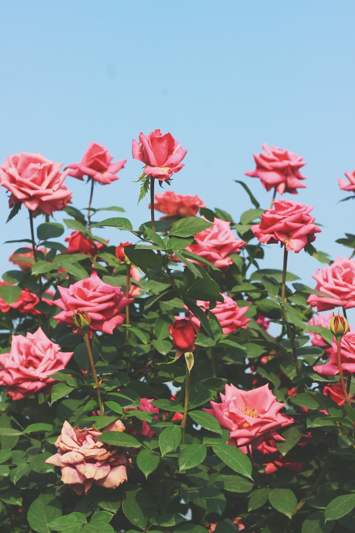 Roses