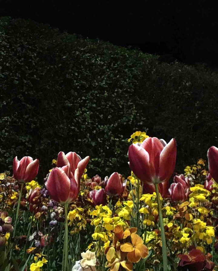 Tulips by night (2)