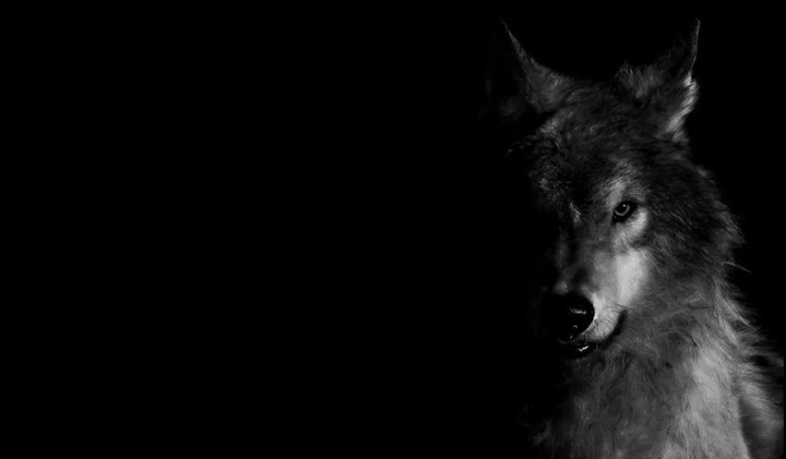 wolf