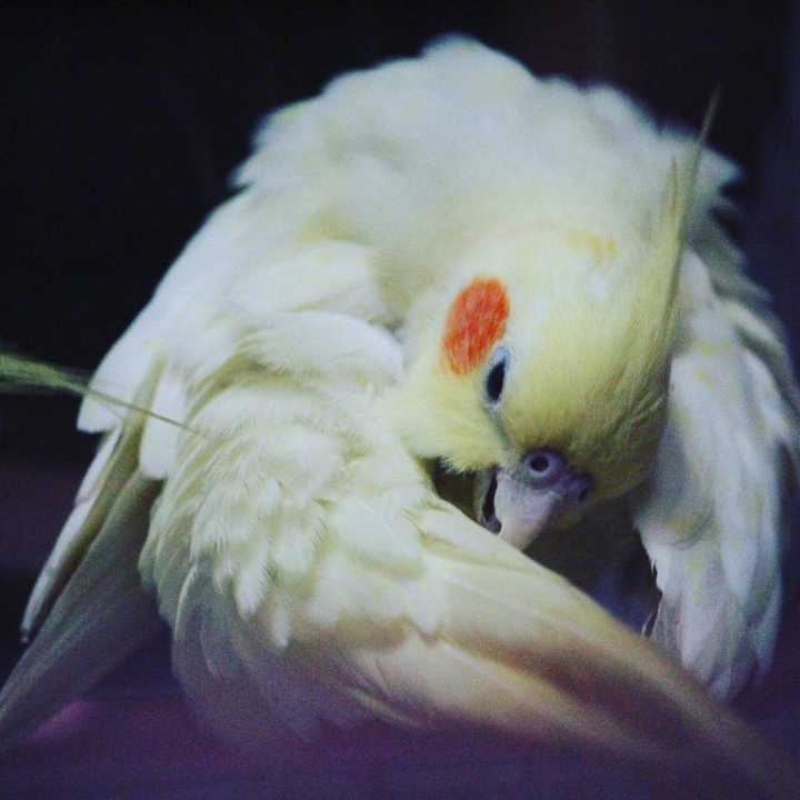 cockatiel
