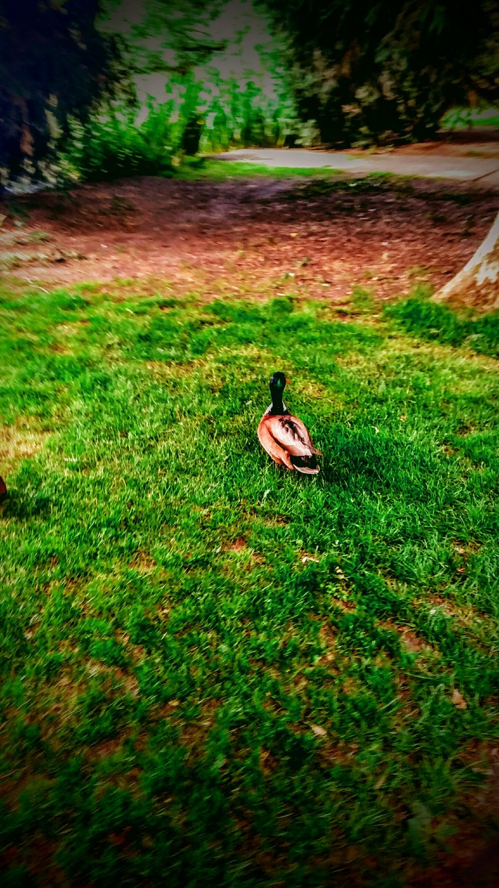 The little duck
